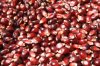 Amish Country Red Popcorn - 25 Pounds