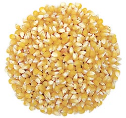Amish Country Lady Finger Popcorn - 25 Pounds - Click Image to Close