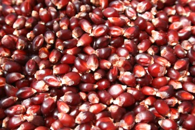 Amish Country Red Popcorn - 25 Pounds - Click Image to Close